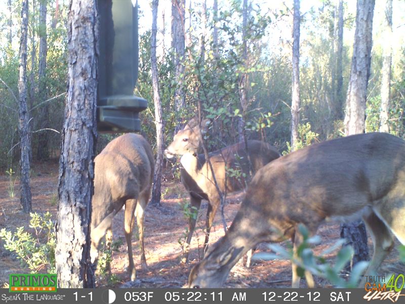 45.32 Acres Loaded with Game : Perry : Taylor County : Florida