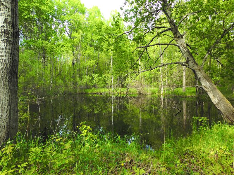 40 Huntable Acres : Aetna : Missaukee County : Michigan