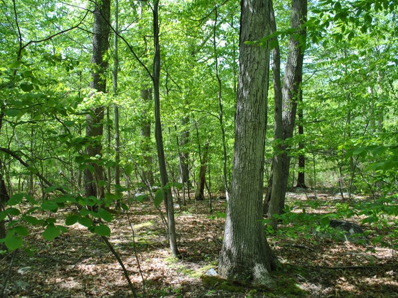 102 Acres Timberland Pine Bush Ny, Farm for Sale in New York, 126199