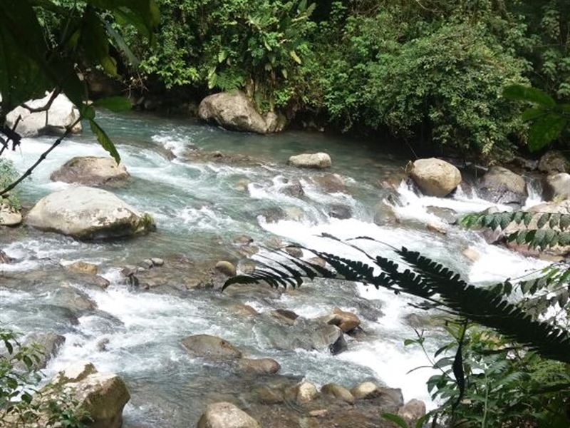 262 Wooded Wonderland W/ 2 Rivers : Pejibaye De Turrialba : Costa Rica