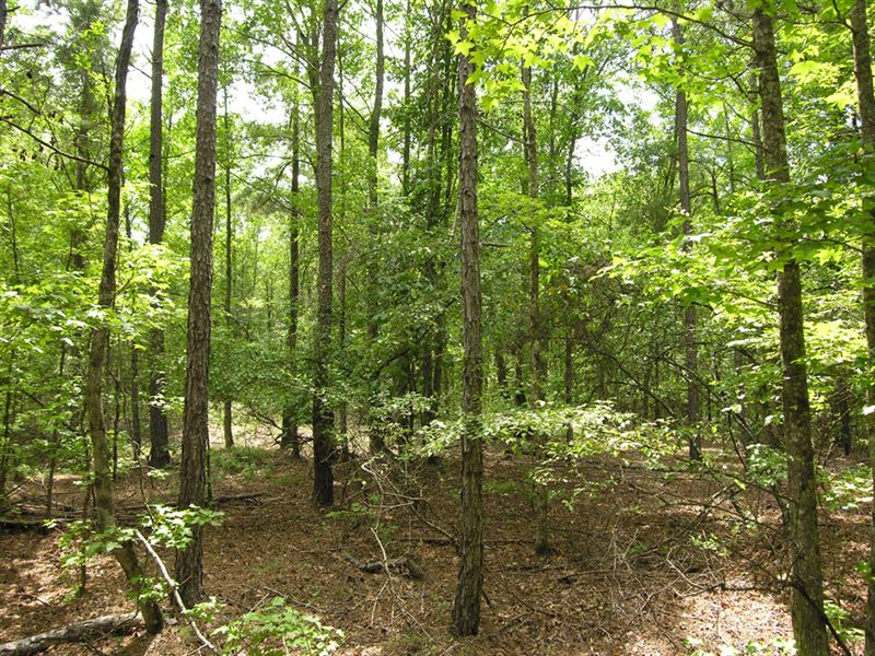 275+- Acres Wooded : Keysville : Burke County : Georgia