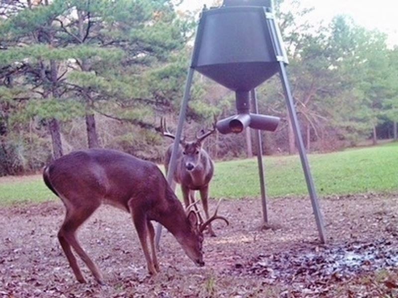162 Acres Of Okatoma River Property : Seminary : Covington County : Mississippi