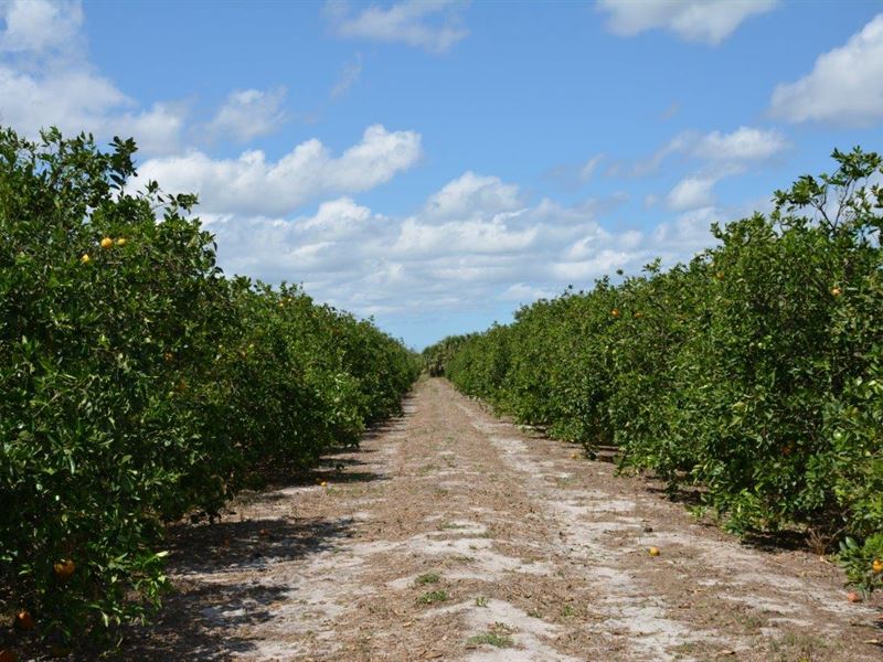 Morton Grove, Farm for Sale in Florida, 128340 FARMFLIP