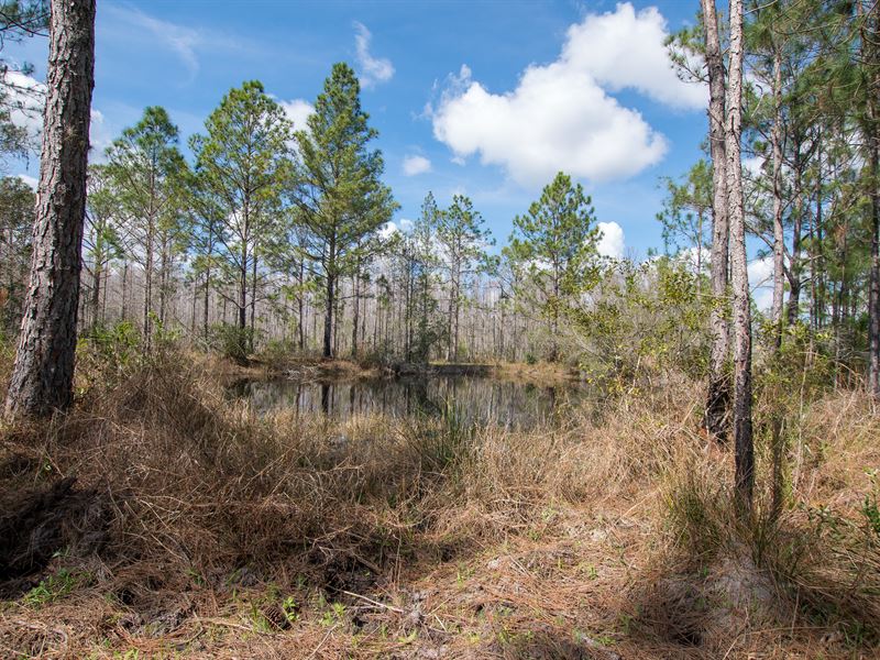 378 Acre Pine Hill Farms Equestrian, Farm for Sale in Florida, 128483 FARMFLIP