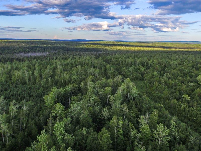 Silver Ridge Forest : Macwahoc Plantation : Penobscot County : Maine