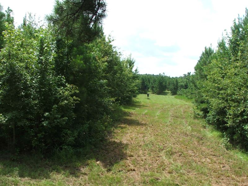 Long Branch Farm : Allendale : Allendale County : South Carolina