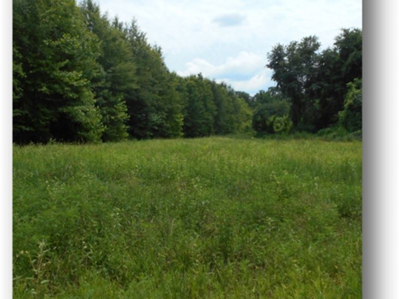 204.4 Acres in Panola County : Courtland : Panola County : Mississippi