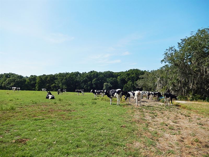 Trenton Ranch And Investment Farm for Sale in Trenton, Gilchrist