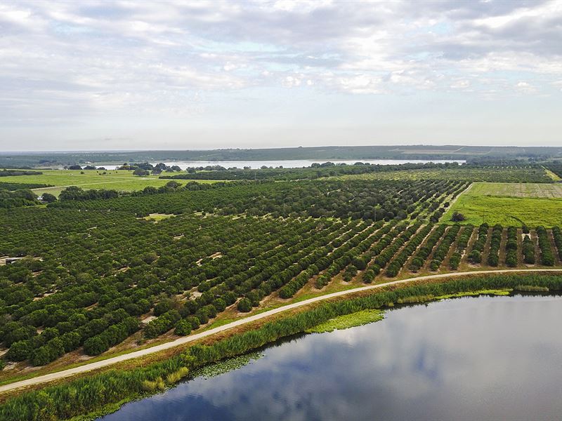 Lake Ida Lakefront Grove, Farm for Sale in Florida, 128960 FARMFLIP