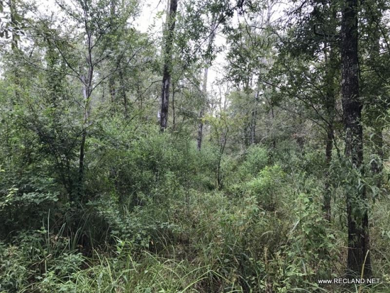 36.6 Ac, Timberland with Hunting : Monroe : Ouachita Parish : Louisiana