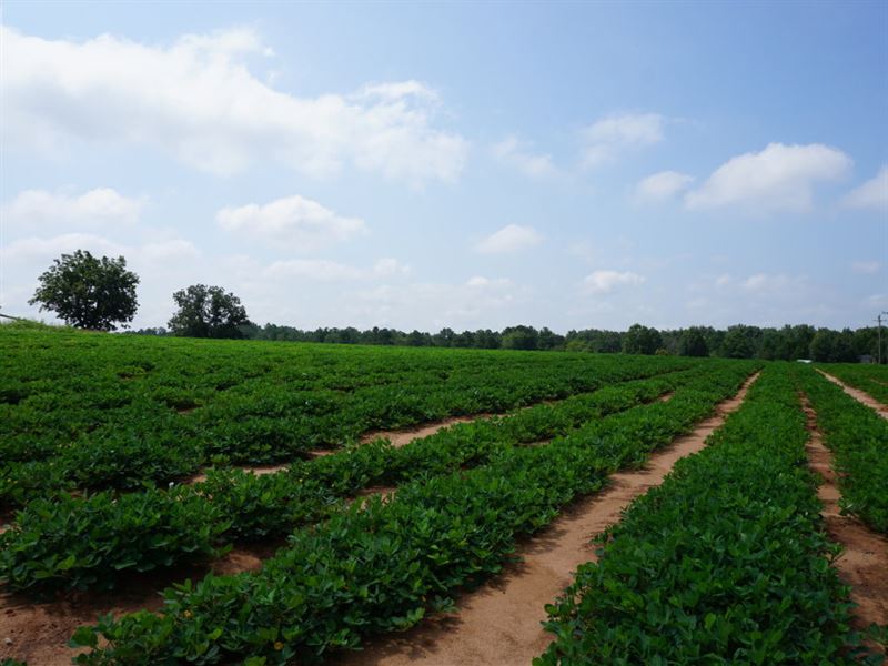 Harrell Farms : Americus : Sumter County : Georgia