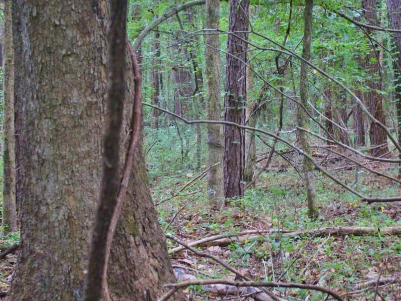 Beautiful Recreational Property : Canton : Madison County : Mississippi
