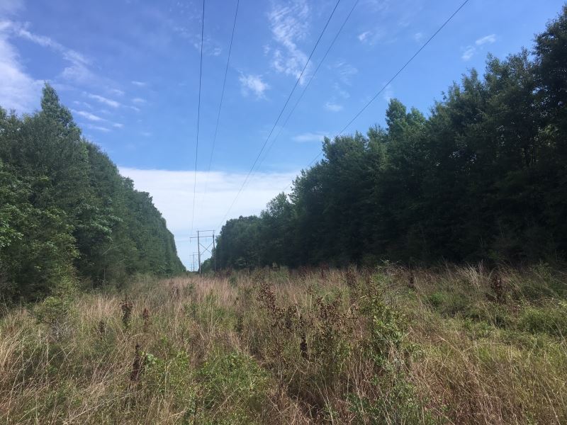 Small Hunting Tract Close To La Sta : Osyka : Pike County : Mississippi
