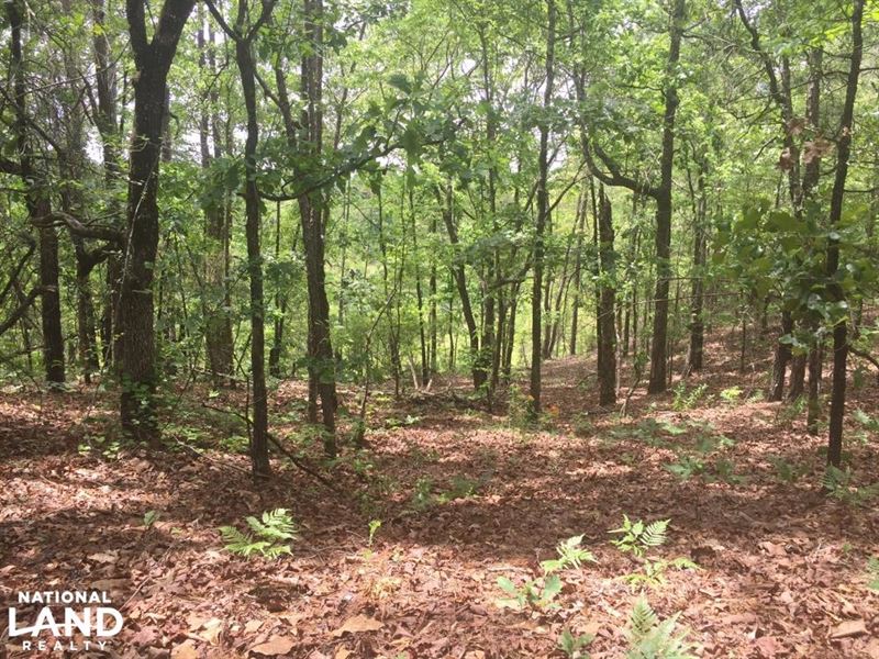 Forest Route 424 Recreational Tract : Plantersville : Chilton County : Alabama