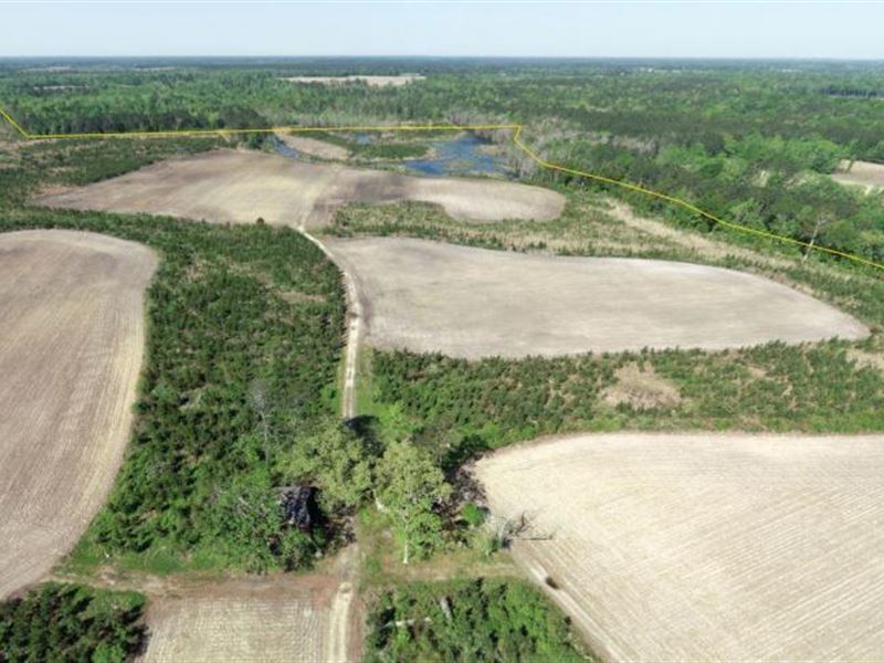 Lynches River Farm and Hunting Esta : Lynchburg : Lee County : South Carolina