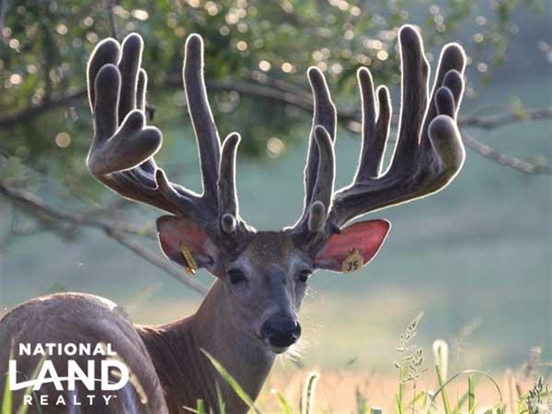 Whitetail Dreams Hunting Resort : Fulton : Callaway County : Missouri