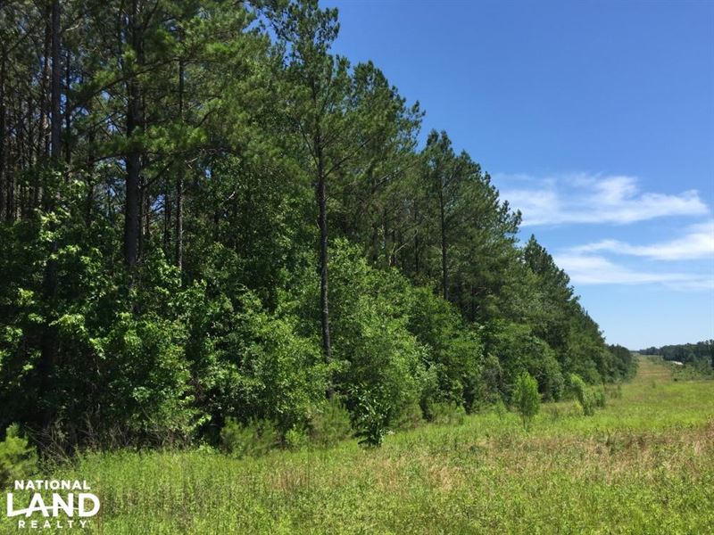 Reasonable Timber / Hunting Tract : Mount Olive : Jefferson Davis County : Mississippi