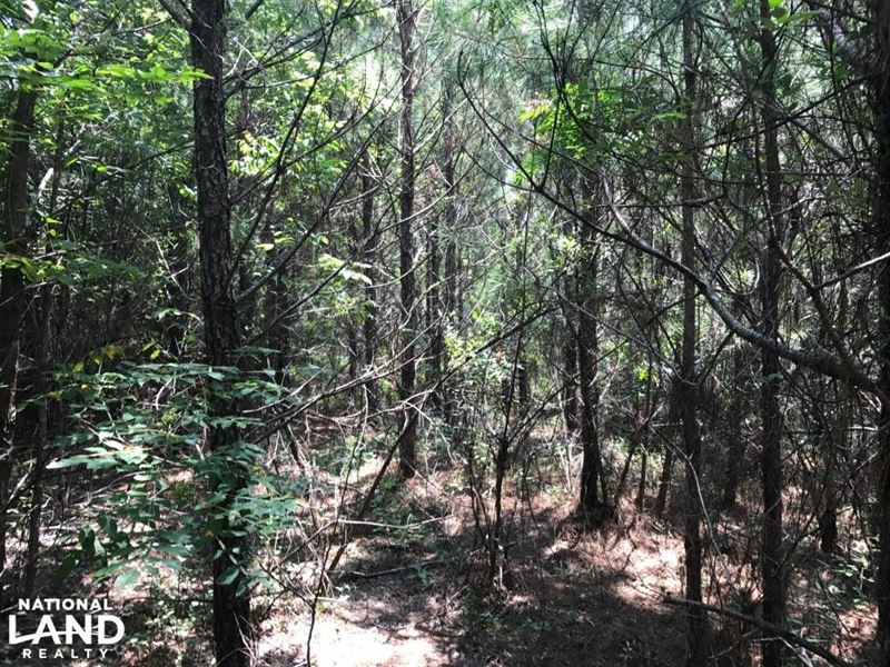 Akron Hunting and Timber Investment : Akron : Hale County : Alabama