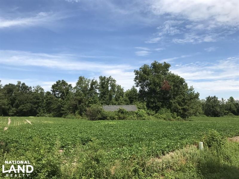 Bladen County Hunting Land Timber, Farm for Sale in North Carolina