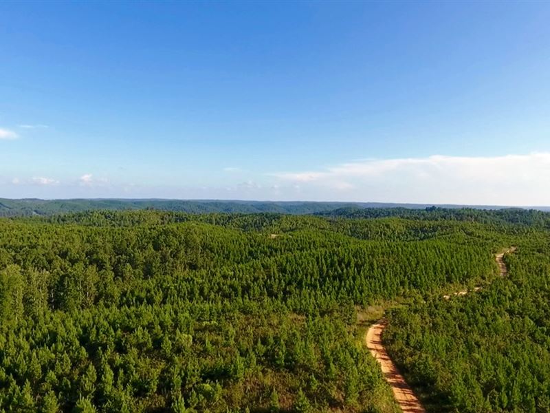 Tract 1115, Waterloo Tract : Waterloo : Lauderdale County : Alabama