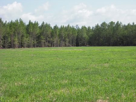 86.2 Acres : Tennille : Washington County : Georgia
