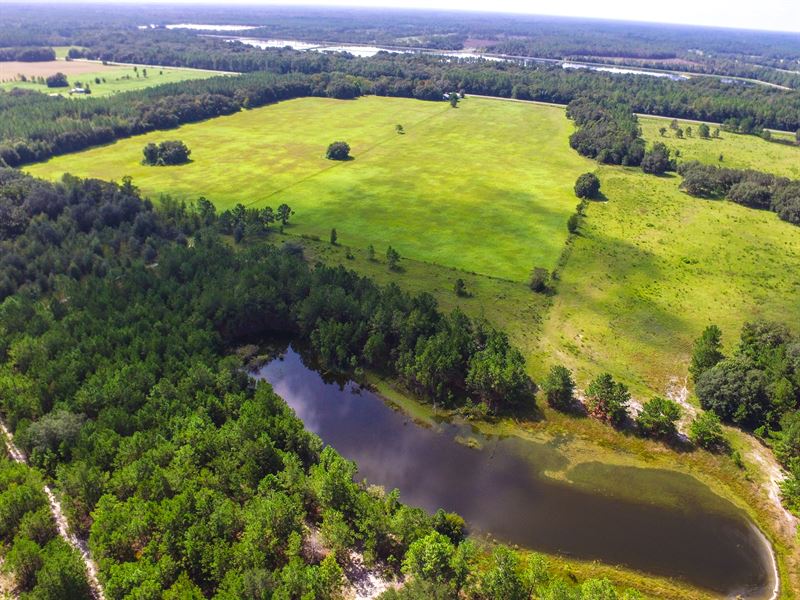 Pasture with Commercial Potential : Perry : Taylor County : Florida
