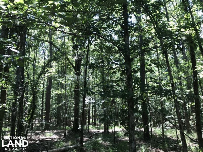 Salters Home Site, Farm for Sale in South Carolina, 130539 FARMFLIP