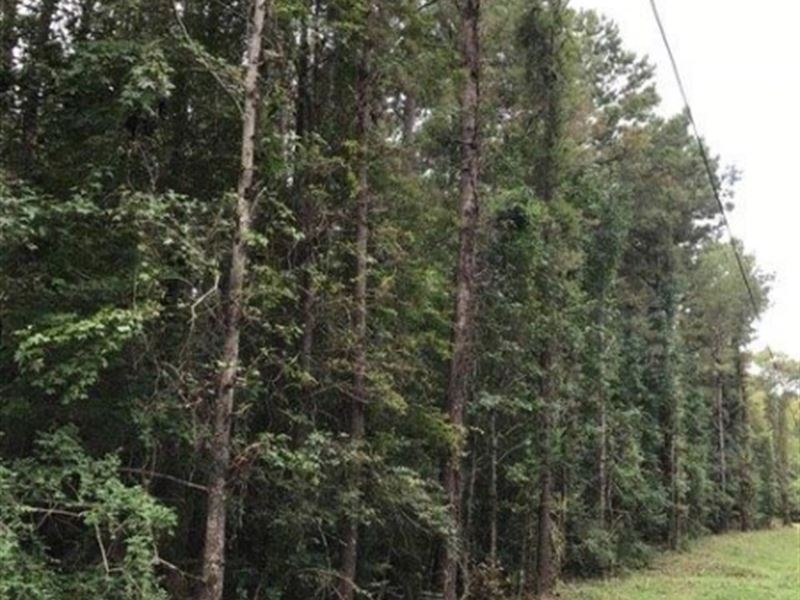 23 Acres On Dixie Springs Road : Summit : Pike County : Mississippi