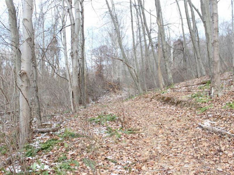 50 Acres Wooded Land Farm for Sale in Wapwallopen, Luzerne County, Pennsylvania 131546