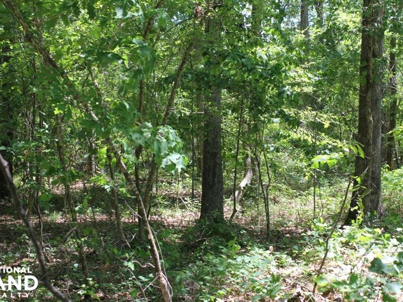 Sulligent Timber Investment and Hun : Sulligent : Lamar County : Alabama