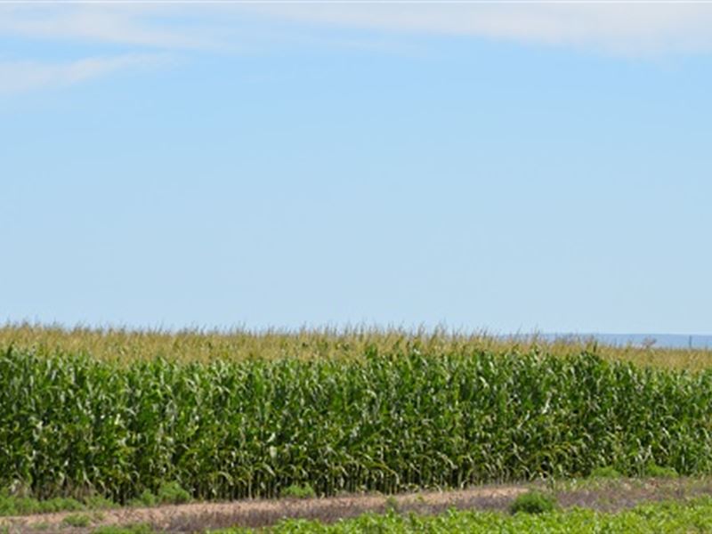 Reyher Amity Farm : Lamar : Prowers County : Colorado