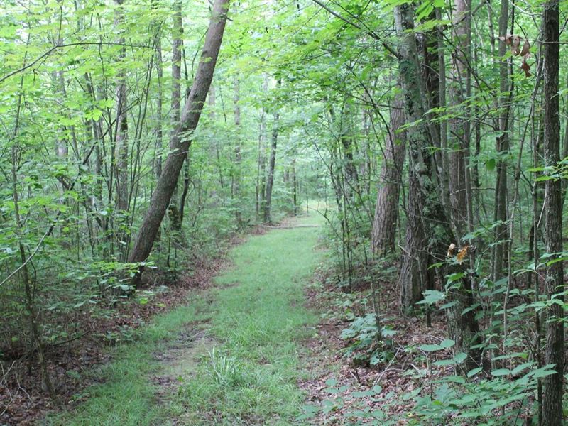 186.9 Acres in Grundy County, TN : Gruetli-Laager : Grundy County : Tennessee
