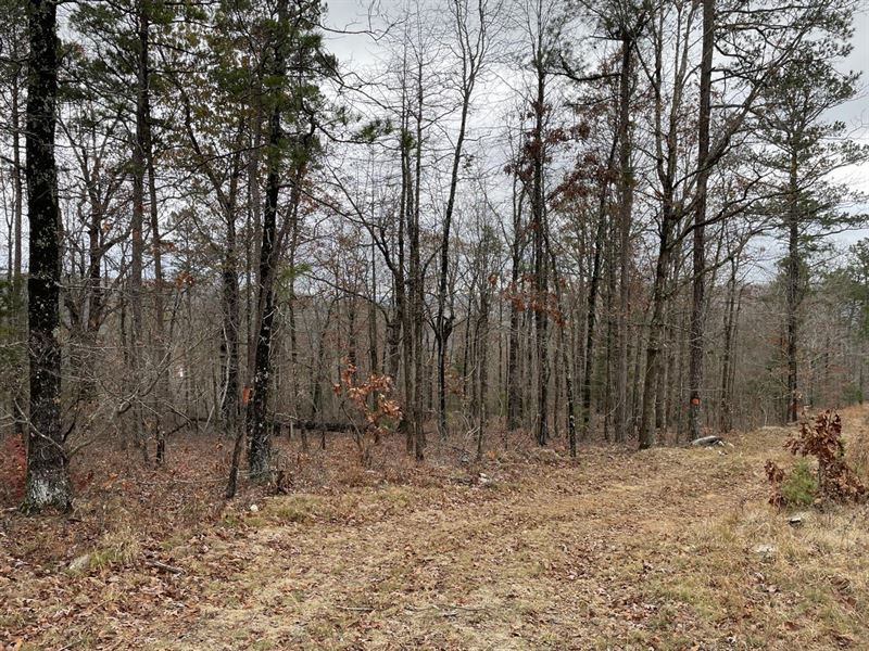 40 Acres, Mountain View, Stone : Mountain View : Stone County : Arkansas