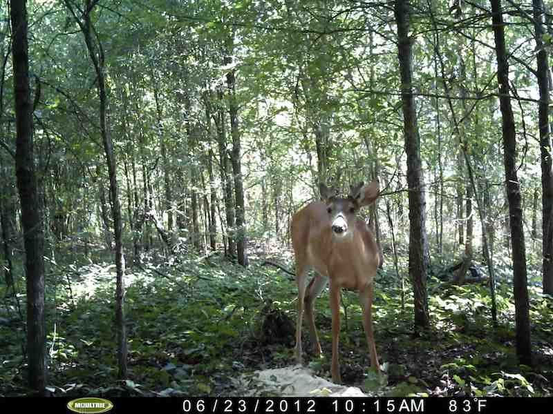 80 Ac. of Fine Deer & Duck Hun : Oak Grove : West Carroll Parish : Louisiana