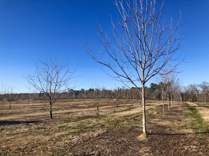 Pecan Orchard, Wooded Home-Site : Fort Valley : Peach County : Georgia