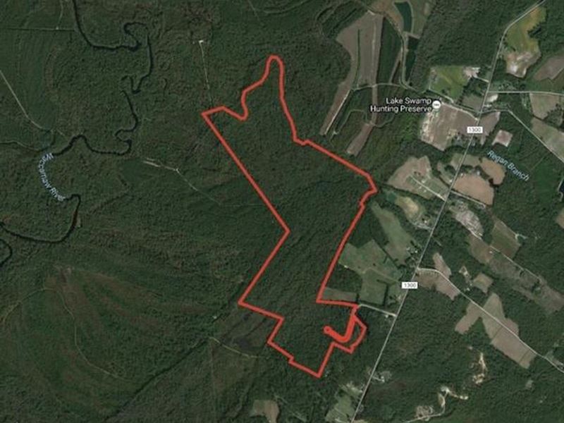 230 Acres of Hunt : Ash : Brunswick County : North Carolina