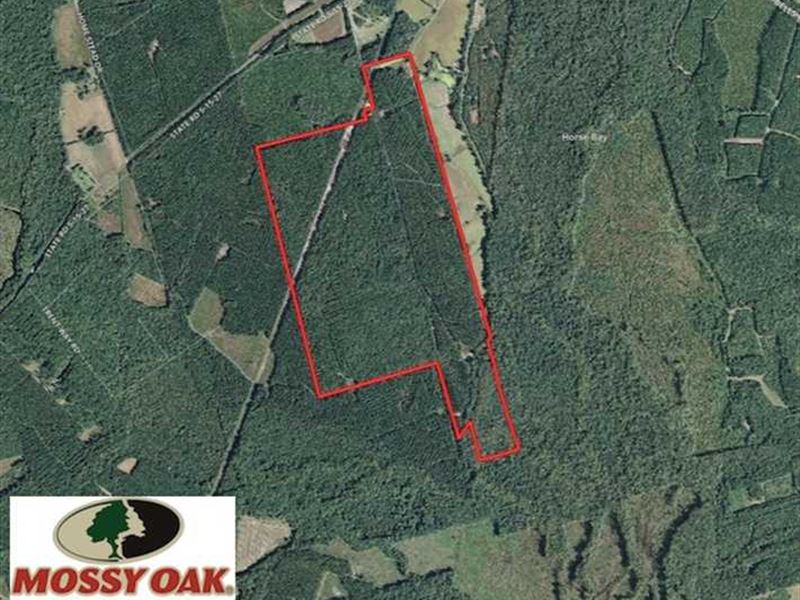 350 Acres of Hunting Land for Sale : Lodge : Colleton County : South Carolina