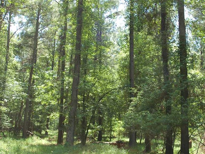 30 Acre Homesite OR Hunting Proper : Fitzpatrick : Bullock County : Alabama