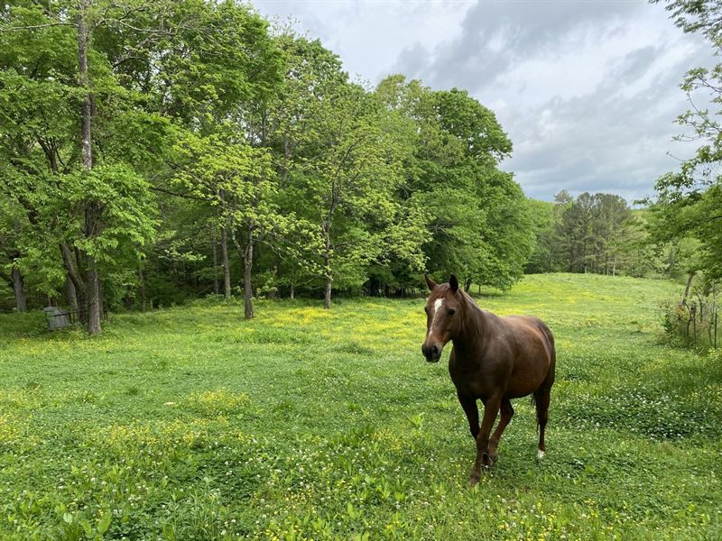 Freedom Hills 38 Acres : Russellville : Colbert County : Alabama