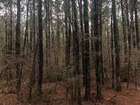 McCullin Road Tract, Lincoln Parish : Dubach : Lincoln Parish : Louisiana