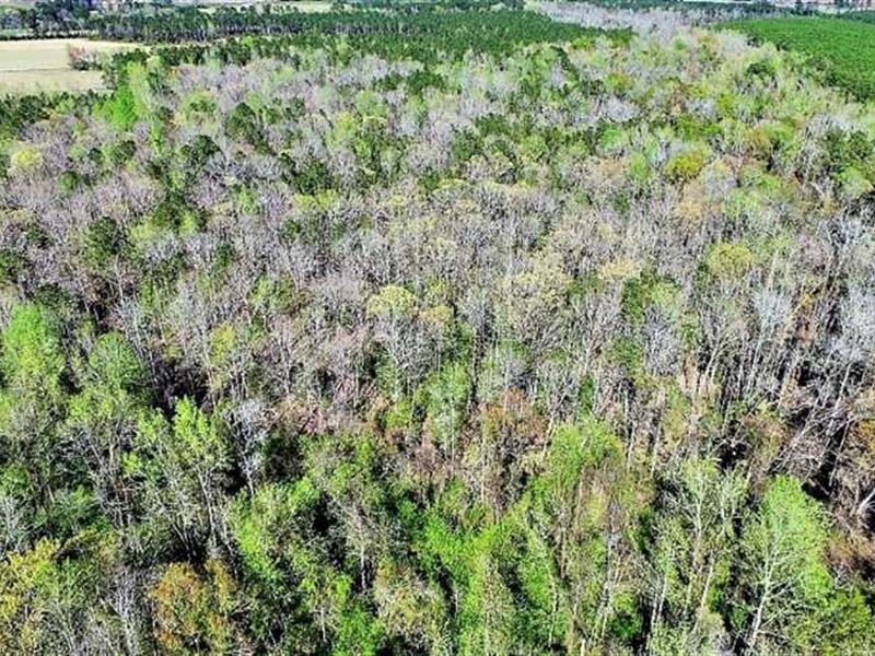 55 Acres of Investment Timber And : Vanceboro : Craven County : North Carolina