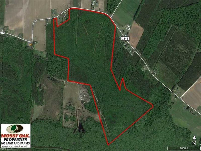 Reduced, 117 Acres of Hunting Lan : Creswell : Washington County : North Carolina