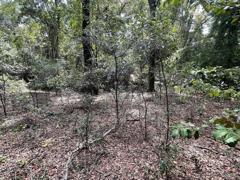 11 Acres on Highway 431 North : Eufaula : Barbour County : Alabama