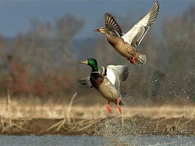 177 Acre Waterfowl Farm for Sale : Quapaw : Ottawa County : Oklahoma