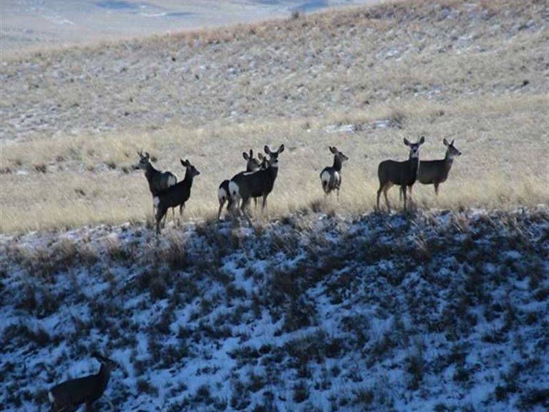 Cohagen Farm : Cohagen : Garfield County : Montana