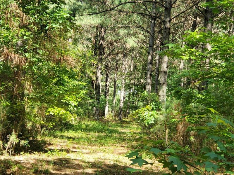 53 Acres/Great Deer Hunting/Pine : Carlisle : Lonoke County : Arkansas