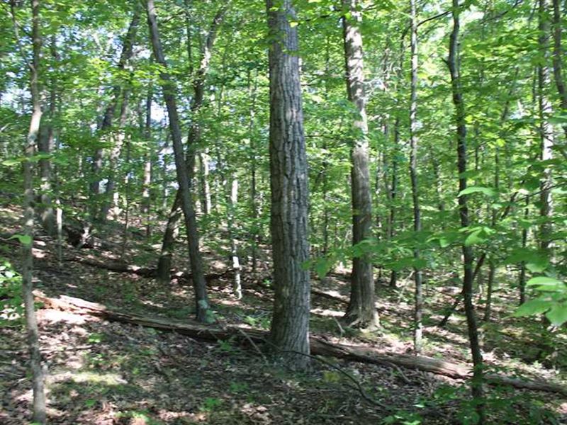 Whipoorwill Ridge Rd - 74 Acres : Dexter City : Noble County : Ohio