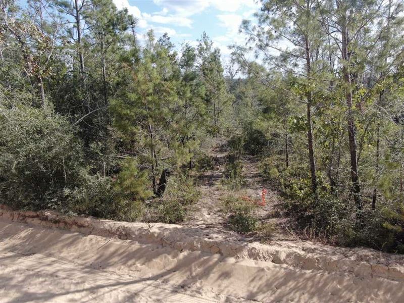 95 Acres NW Twin Ponds Road : Altha : Calhoun County : Florida