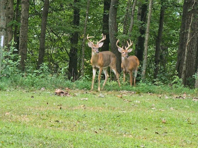 35 Acres of Private Living : Bethpage : Sumner County : Tennessee