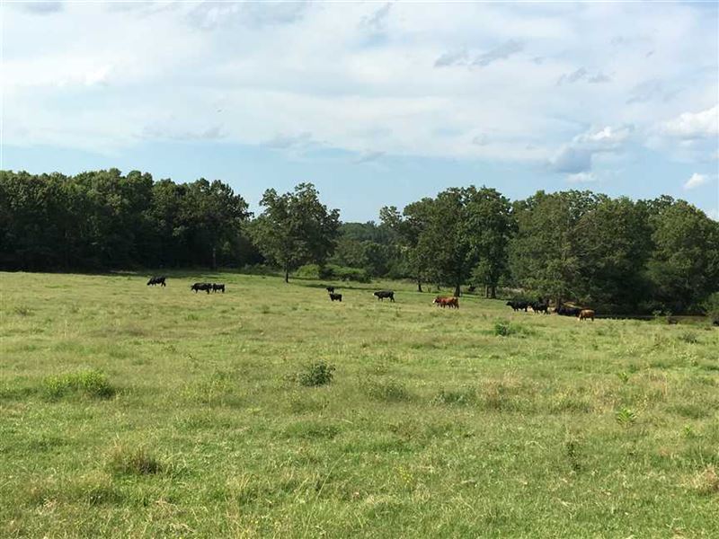 Cattle Farm with Hay Field and Mat : Cave City : Sharp County : Arkansas